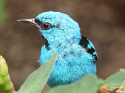 صورة Dacnis cayana (Linnaeus 1766)