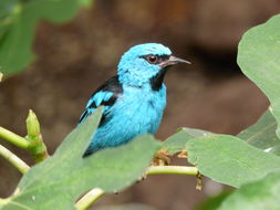 صورة Dacnis cayana (Linnaeus 1766)