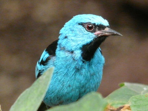 Image of Blue Dacnis