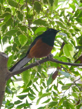 Image of White-rumped Shama