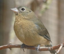 Image of Rose-bellied Bunting