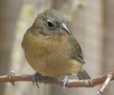 Image of Rose-bellied Bunting