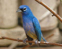 Image of Rose-bellied Bunting