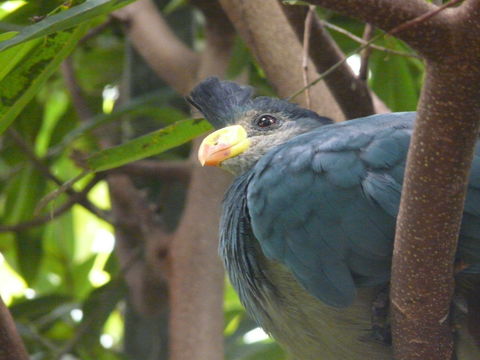 Image of Great Blue Turaco