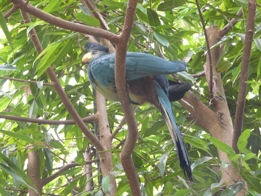 Image of Great Blue Turaco