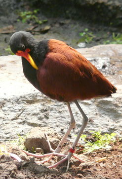 Image of Wattled Jacana