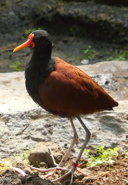 Image of Wattled Jacana