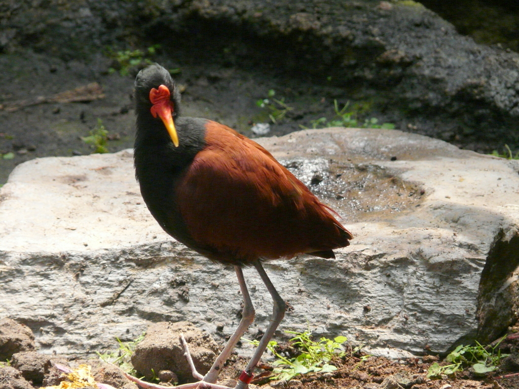 Image of Wattled Jacana