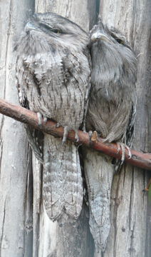 Image of Tawny Frogmouth