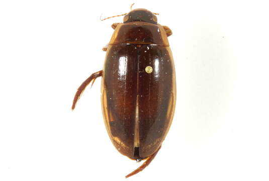 Image of Dytiscus