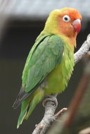 Image of Lilian's Lovebird