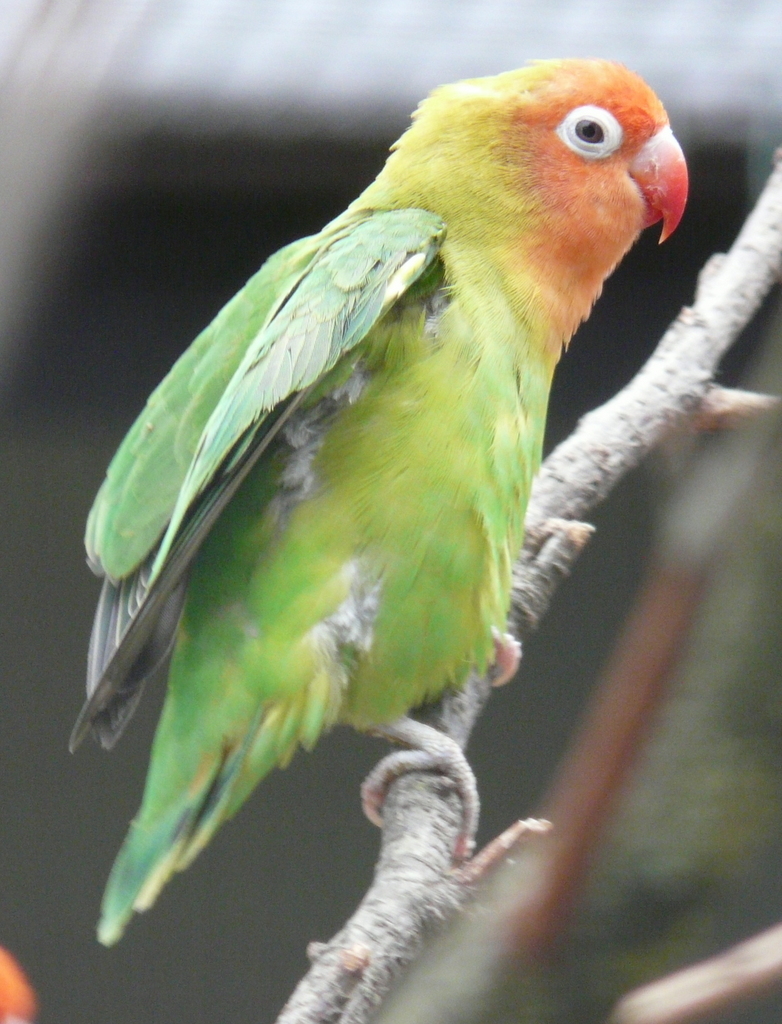 Image of Lilian's Lovebird