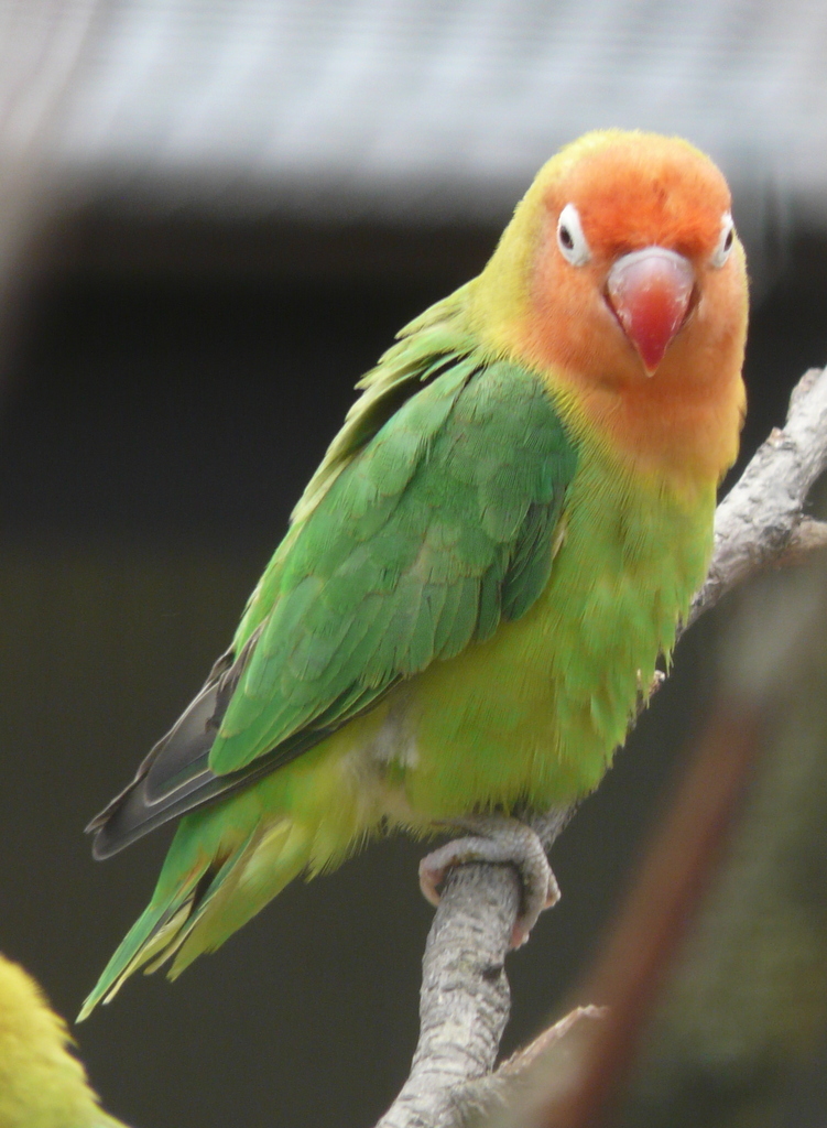 Image of Lilian's Lovebird