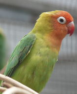 Image of Lilian's Lovebird