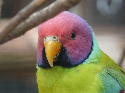 Image of Plum-headed Parakeet