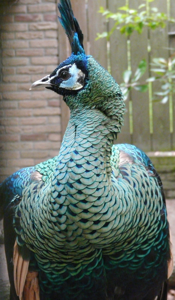Image of Green Peafowl