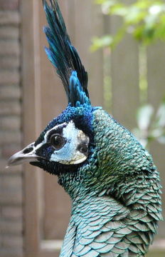 Image of Green Peafowl