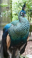 Image of Green Peafowl