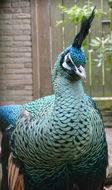 Imagem de Pavo muticus Linnaeus 1766