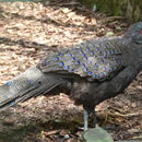 Image of Germain's Peacock-Pheasant