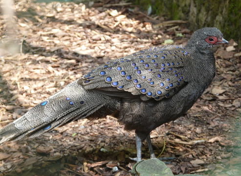 Image of Germain's Peacock-Pheasant