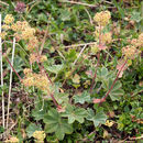 Image of <i>Alchemilla flabelata</i>