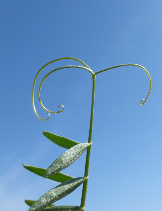 Image of fodder vetch