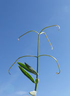 Image of fodder vetch