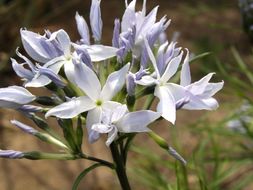 Image of Arizona bluestar