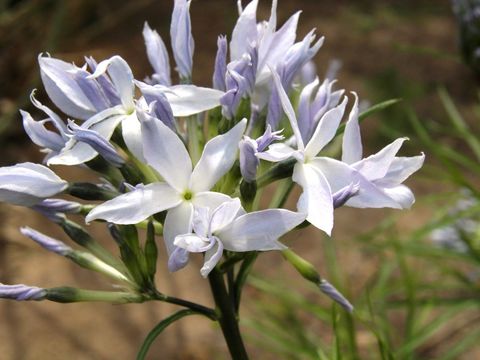 Image of Arizona bluestar