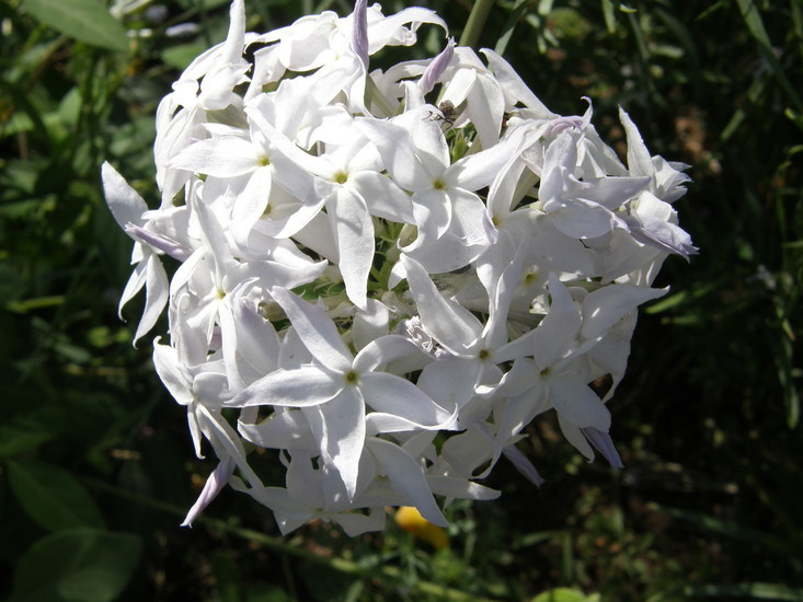 Imagem de Amsonia grandiflora Alexander