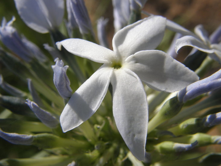 Imagem de Amsonia grandiflora Alexander