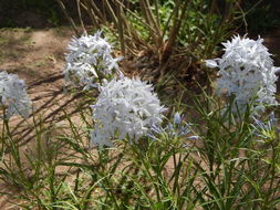 Imagem de Amsonia grandiflora Alexander