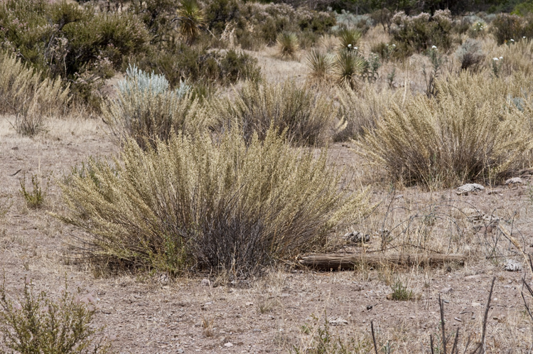 Image of Mule Mountain brickellbush