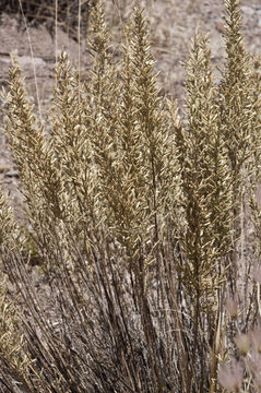 Image of Mule Mountain brickellbush