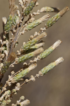 Asanthus squamulosus (A. Gray) R. King & H. Rob. resmi