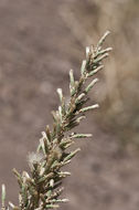 Image of Mule Mountain brickellbush