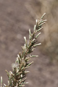 Asanthus squamulosus (A. Gray) R. King & H. Rob. resmi