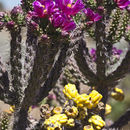 Image of Cane Prickly-pear Cactus