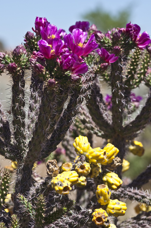 Image of Cane Prickly-pear Cactus