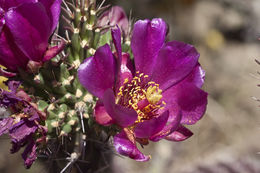 Image of Cane Prickly-pear Cactus