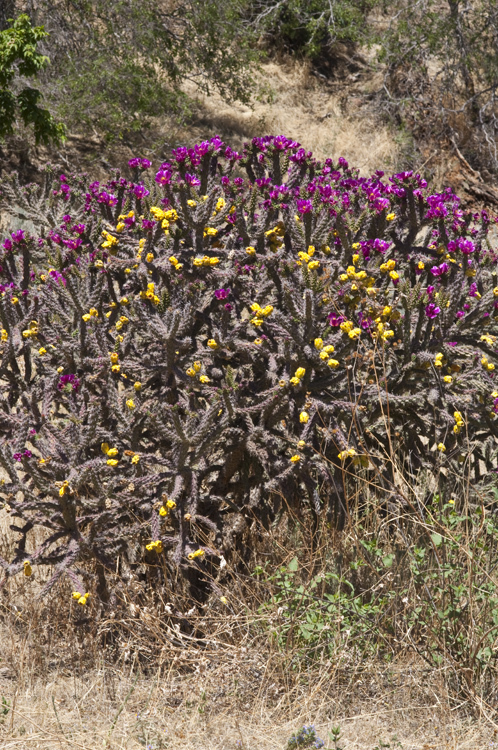 Image of Cane Prickly-pear Cactus