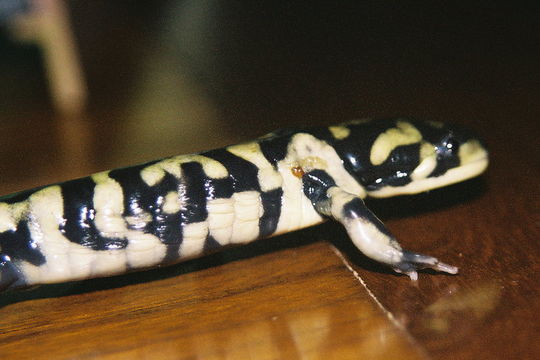 Image of California Tiger Salamander