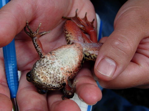 Image of Northern Red-legged Frog