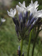 Plancia ëd Amsonia palmeri A. Gray