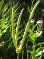 Plancia ëd Amsonia palmeri A. Gray