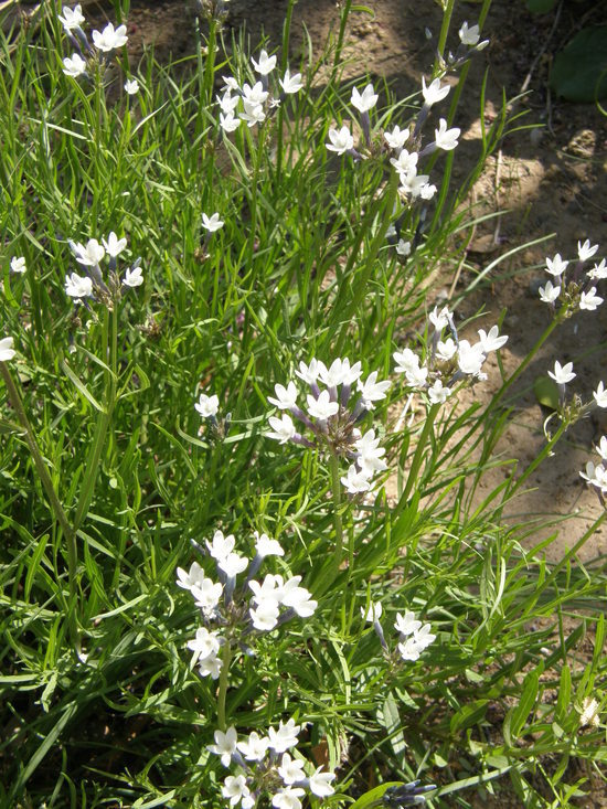 Plancia ëd Amsonia palmeri A. Gray