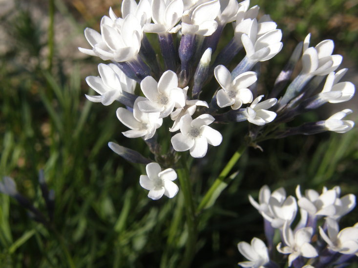 Plancia ëd Amsonia palmeri A. Gray