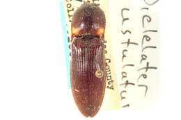 Image of Pyrophorini