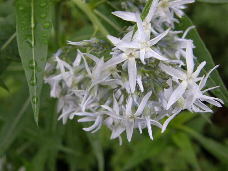 Image of eastern bluestar